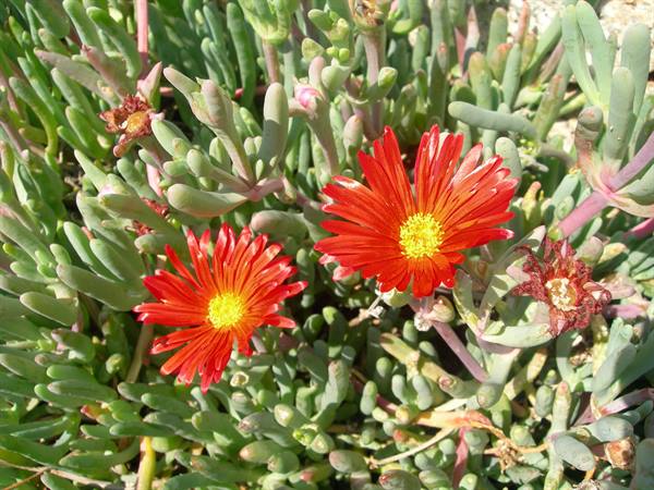 Garibaldi's flowers!!!