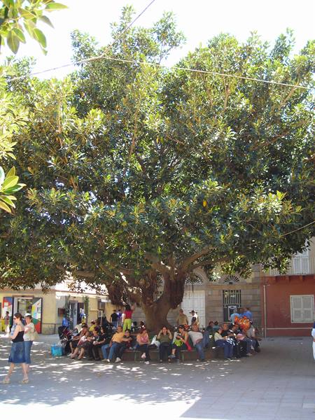 People sitting under a large tree's shade in a small square with colorful buildings