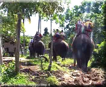 excursion with elephants