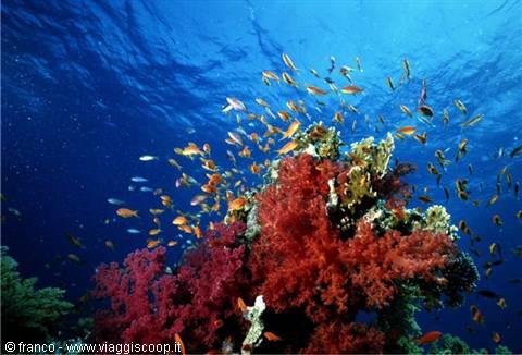 beauties under water