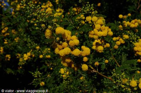 A sample of the rich Mediterranean scrub