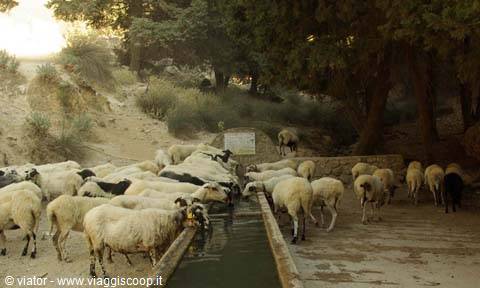 Kos island  Watering place, above Pyli