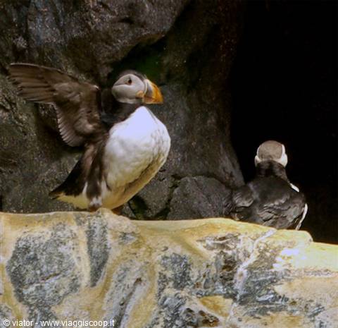 Lisbon Oceanarium Puffins