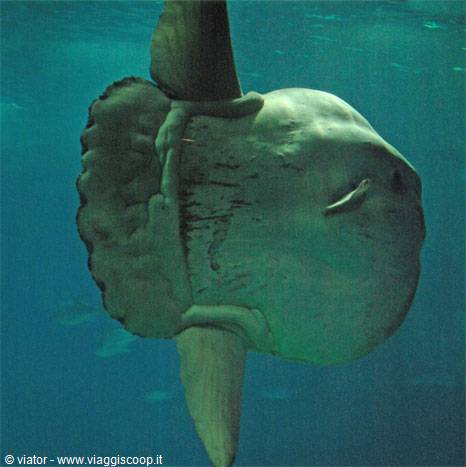 Lisbon Oceanarium Ocean Sunfish