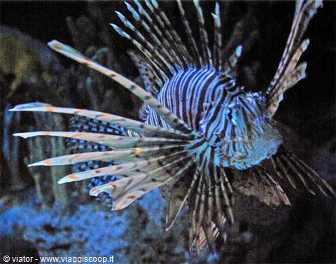 Lisbon Oceanarium Scorpionfish