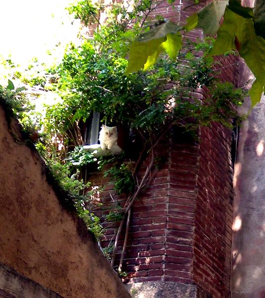 Ile Rousse kitten at the window