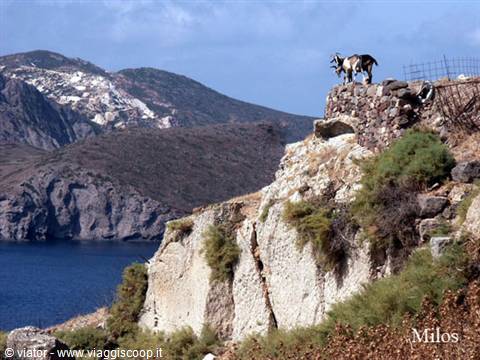 Goats on volcanic cliff rocks above the sea, Milos