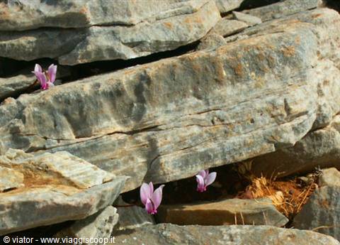 Pink cyclamen flowers blooming between grey rocks in Milos