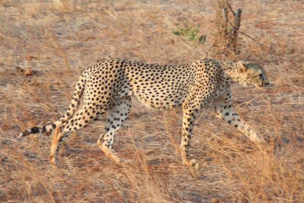 cheetahs