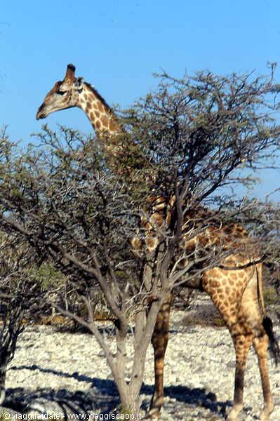 Giraffe among thorny trees, rocky ground, blue sky