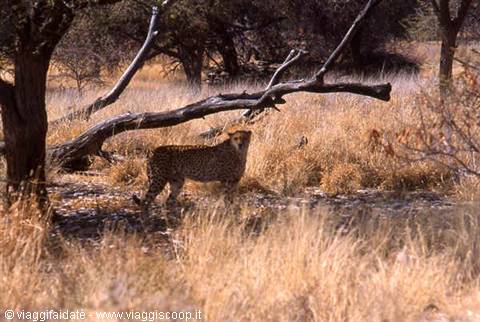 Cheetah walking through dry grass and fallen trees in Etosha savanna