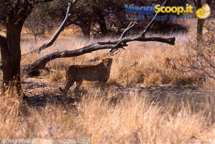 Cheetah walking through dry grass and fallen trees in Etosha savanna