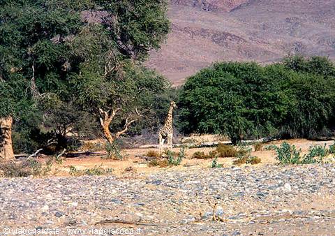 Giraffe among green trees in a gravelly dry riverbed, arid mountains behind
