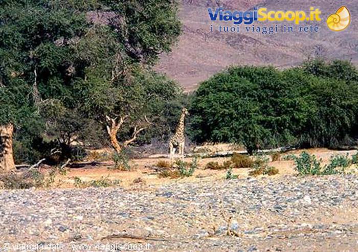 Giraffe among green trees in a gravelly dry riverbed, arid mountains behind