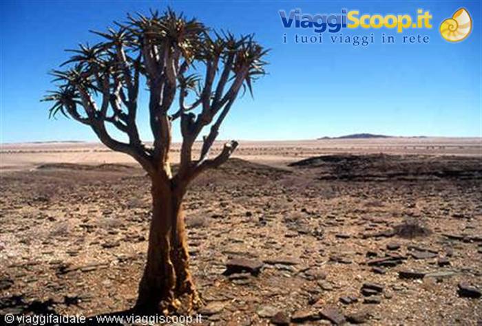 lone quiver tree standing on stony desert ground under deep blue sky