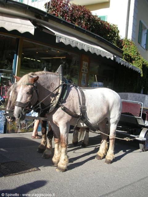 Tyrolean horses