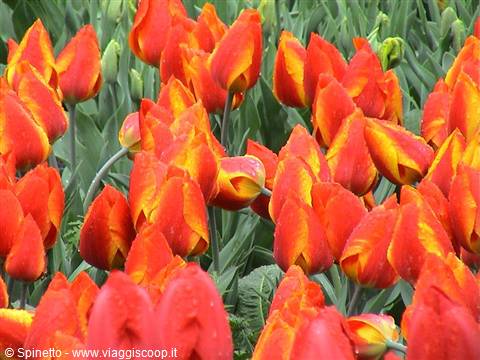 Red and yellow tulips with raindrops among green leaves