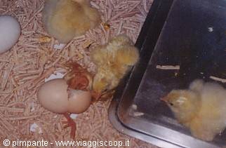 Newly hatched chicks, one emerging from its egg on wood shavings