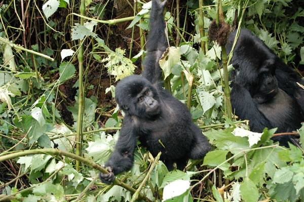 the baby gorillas