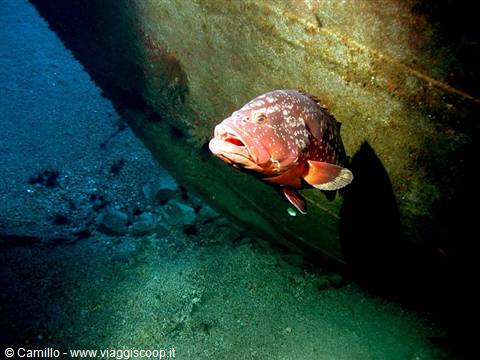 Grouper