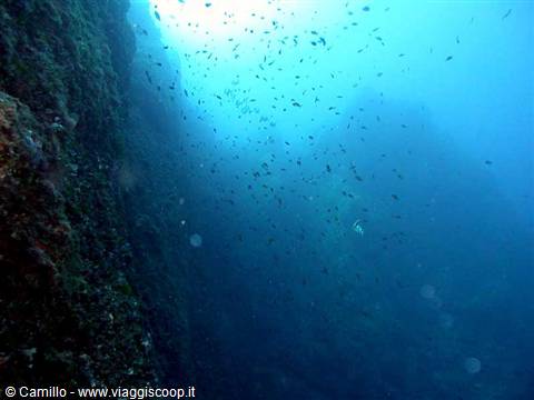 Fish school swimming between submerged rock walls in deep blue water