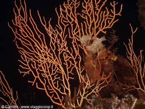 Branching orange gorgonian corals on dark seabed during night dive