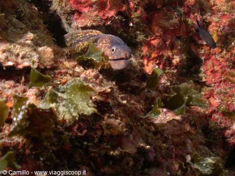 Moray eel hiding among green seaweed and red coral underwater