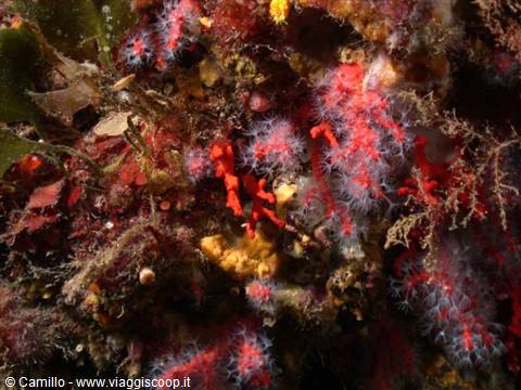 Red coral and violet soft corals on rocky Mediterranean seabed, diver's artificial light