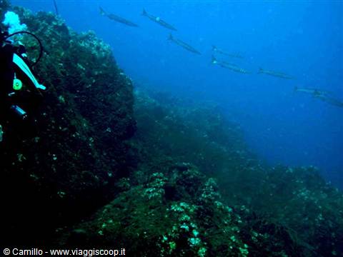 Diver near algae-covered rocks with a school of barracuda, deep blue water