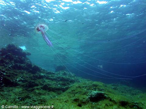 Translucent jellyfish with long tentacles swims above green rocky seabed