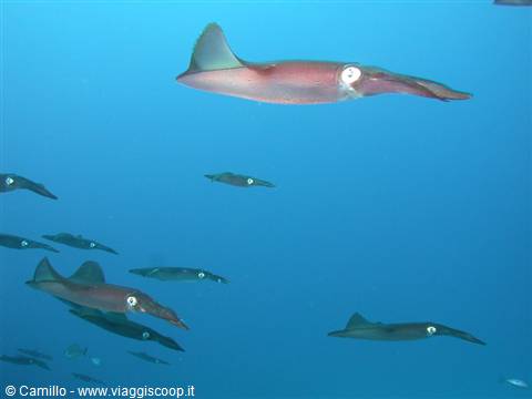 School of pink squid swimming in open blue water during a dive
