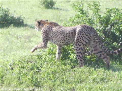 Cheetah walking through green grass and bushes, dark spotted coat