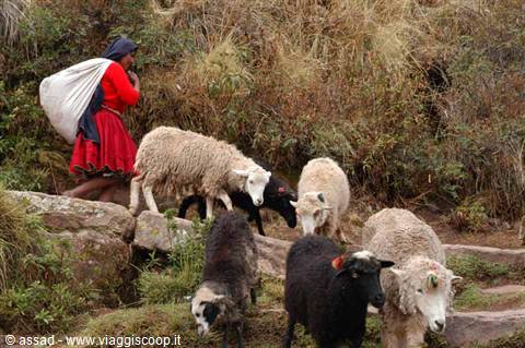 Shepherd woman carrying white bundle leads sheep among rocks and dry bushes