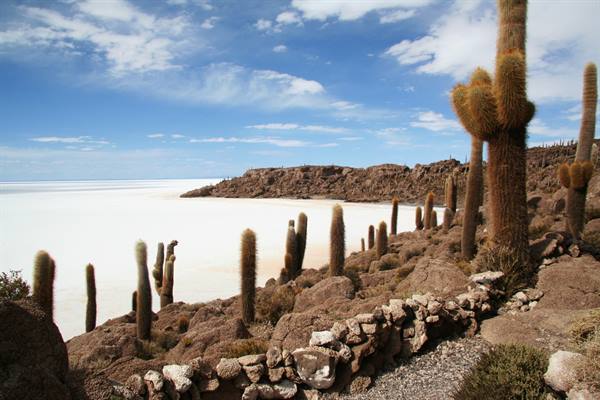 Giant cacti on Isla Incahuasi, Salar de Uyuni, blue sky and rocks