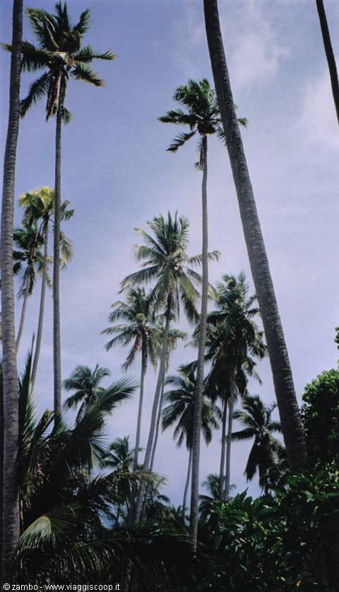 Mabul palms