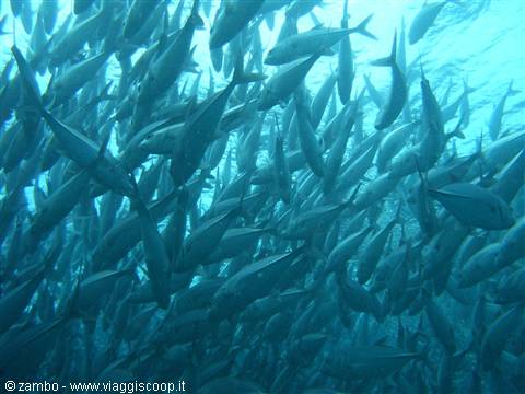 School of Jacks
