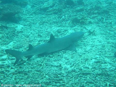 Little shark