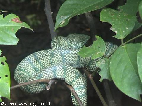 Green viper