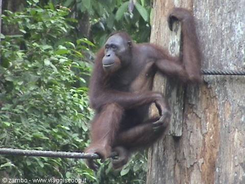 Orangutan at Sepilok