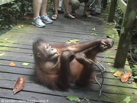 Orangutan lying on wooden walkway among visitors, playing with a branch