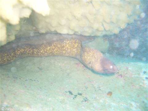 Moray eels