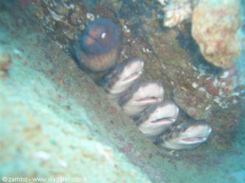 Moray eel and Bamboo Sharks