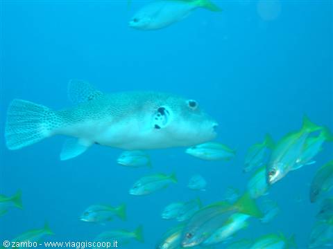 Pufferfish