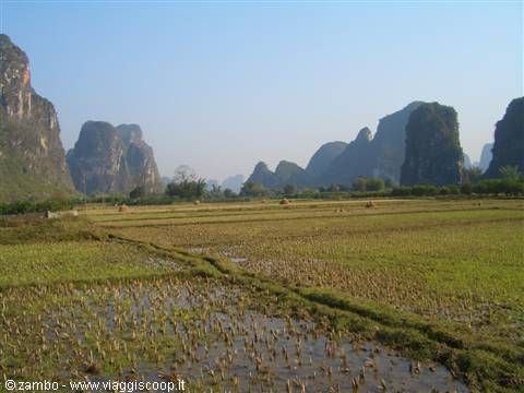 In the rice fields