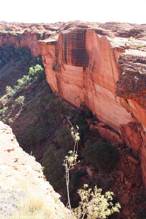 Red sandstone cliffs of Kings Canyon with green vegetation under bright sunlight