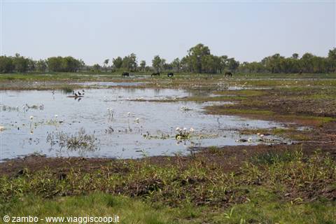 Wetland with waterbirds and grazing animals among grass and shallow waters