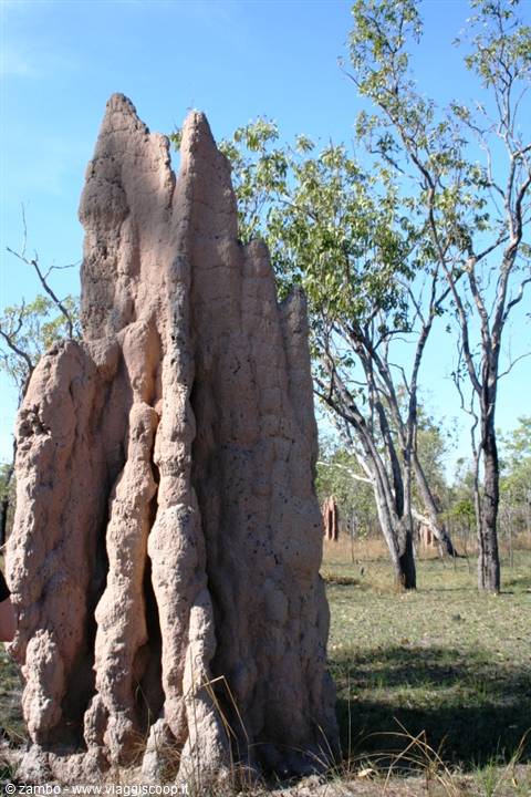Tall red earth termite mound among trees and dry grass under blue sky
