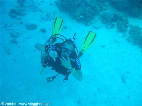 Diving : Great Barrier Reef