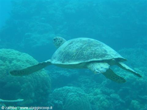 Turtle