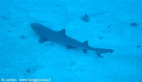 Little shark